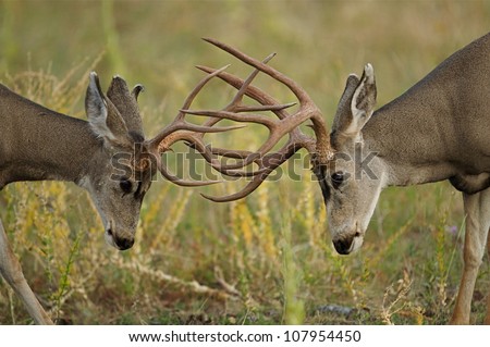 bucks sparring