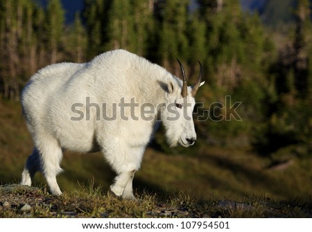Mountain Goat walking thru classic alpine habitat, in Glacier National Park