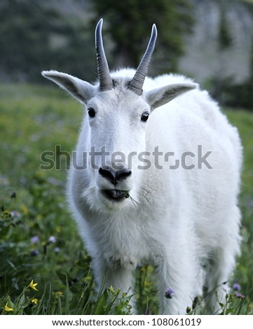 Close-up portrait of Mountain Goat in unique evening light