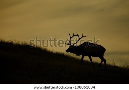 Sunset Silhouette of a Large Bull Elk, Montana