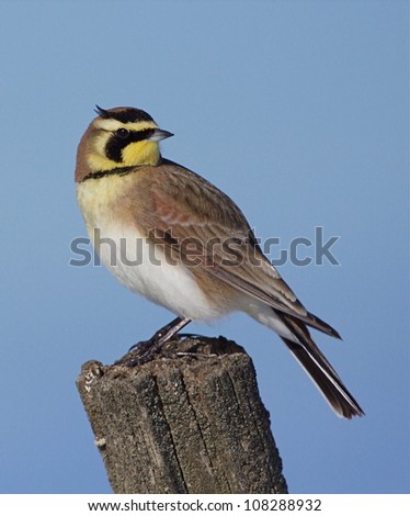 Horned Lark with head turned, on post with clear blue sky background