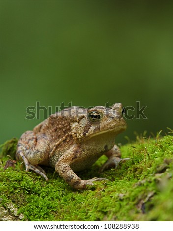 Eastern American Toad against a smooth green background, vertical portrait