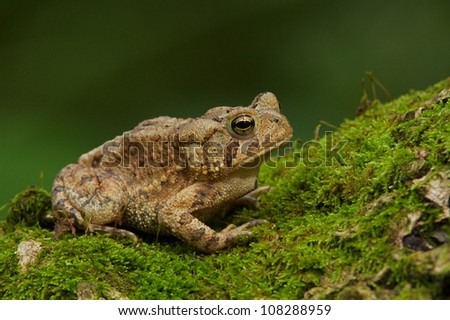 Eastern American Toad, close up horizontal portrait