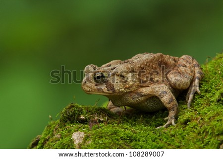 Eastern American Toad on a moss-covered log with a green background