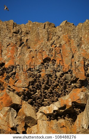 Rocky cliff with a colony of Cliff Swallow nests