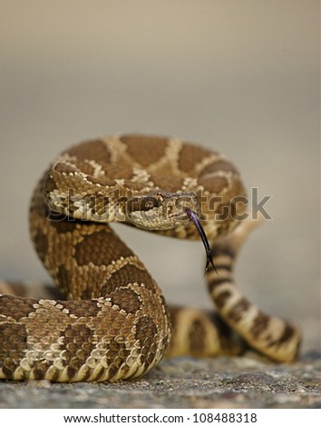Western Rattlesnake coiled with forked tongue extended