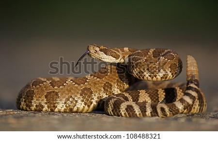 Western Rattlesnake coiled with rattle erect and forked tongue extended