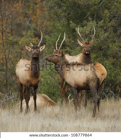 three young Rocky Mountain Elk bulls, with spike antlers