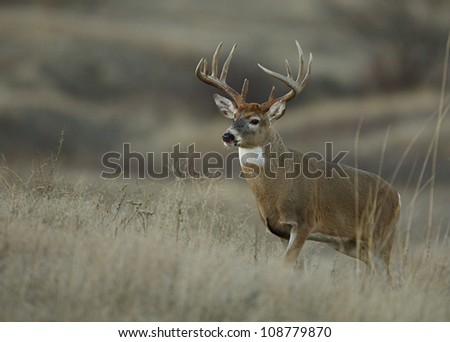 Trophy class white tailed buck deer in midwest prairie habitat