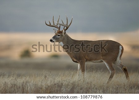 Trophy class white tailed buck deer in midwest farm country