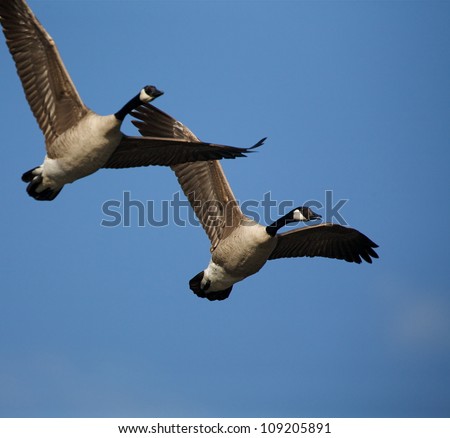 Canada Geese in flight, against a blue sky background
