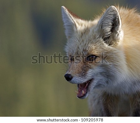 Red Fox, mouth open and canine teeth visible, close-up portrait against green background; Mount Rainier National Park, Washington; Pacific Northwest wildlife / animal / nature / outdoors / recreation