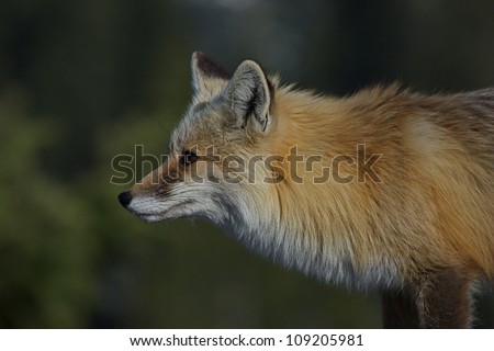 Red Fox, highly detailed profile against a smooth green background of blurred out evergreen trees, Mount Rainier National Park, Washington; Pacific Northwest wildlife / animal / nature / outdoors
