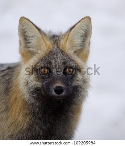 Red Fox (rare Cascade color phase), gorgeous portrait isolated against snowy background, Mount Rainier National Park, Washington; Pacific Northwest wildlife / animal / nature / outdoors / recreation