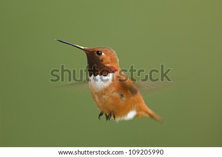 Rufous Hummingbird in flight, throat shows a relatively flat black, isolated on a green background, rapidly beating wings exhibit motion blur