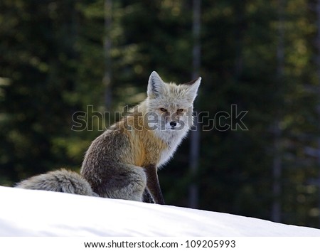 Red Fox, rare Cascade Mountain subspecies, in snow and evergreen trees at Mount Rainier National Park, Washington; Pacific Northwest wildlife / animal / nature / outdoors / recreation