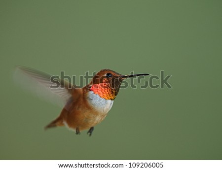 Rufous Hummingbird in flight, extreme iridescence on neck / throat readily visible, isolated on a smooth green background, rapidly beating wings exhibit motion blur