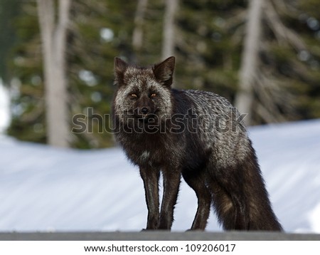 Silver Phase Cascade Fox, an alpine subspecies of the Red Fox, Mount Rainier National Park, Washington; Pacific Northwest wildlife / animal / nature / outdoors / recreation \