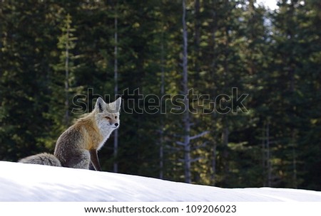 Cascade Red Fox in winter evergreen tree / forest habitat in the Cascade Mountains, Mount Rainier National Park, Washington; Pacific Northwest wildlife / animal / nature / outdoors / recreation