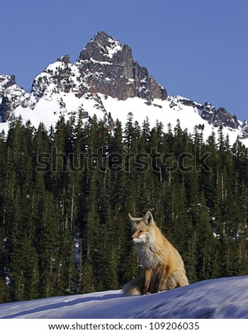 Red Fox, rare Cascade subspecies, in beautiful, scenic Mount Rainier National Park