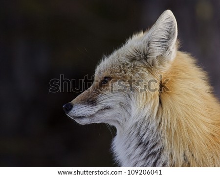 Red Fox - Cascade Mountains subspecies - close-up, detailed profile portrait against a dark background;  Mount Rainier National Park