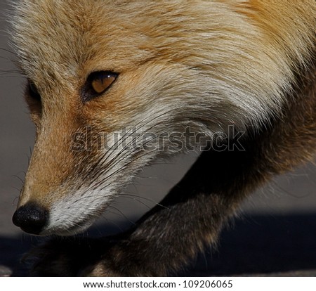 Extreme close-up, Red Fox walking with head to the ground, Pacific Northwest / Cascade Mountains / Mt. Rainier National Park