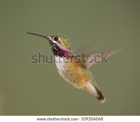 Calliope Hummingbird in flight with purple neck streaking clearly visible; rapidly beating wings exhibit motion blur