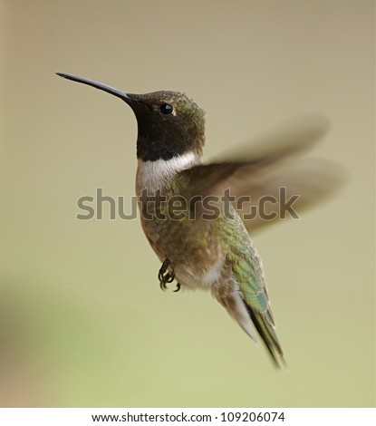 Black-chinned Hummingbird, in flight against a smooth light background, rapidly beating wings exhibit motion blur