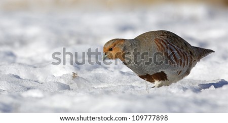 Hungarian Partridge in northern Washington, near the Canada border, walking in winter snow; Pacific Northwest wildlife / bird / animal / nature