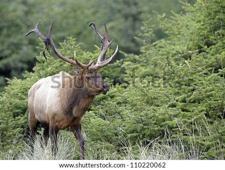 Bull Elk (Roosevelt subspecies) on the beach at Gold Bluffs, Redwood National and State Parks, California coast, highway 101; Pacific Northwest wildlife / nature / outdoors / parks