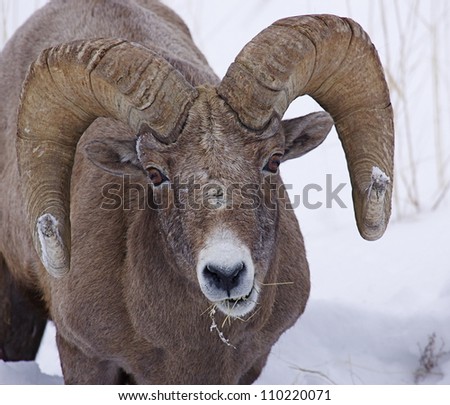 Rocky Mountain Bighorn Sheep Ram, close-up portrait,  in winter snow at Yellowstone National Park, Montana / Wyoming