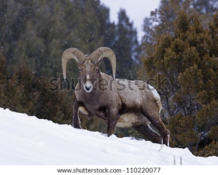 Rocky Mountain Bighorn Sheep Ram walking through deep winter snow with evergreen trees in the background, at Yellowstone National Park, Montana / Wyoming