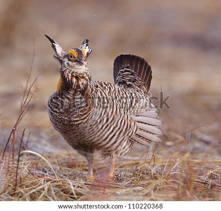 Prairie Chicken Lek