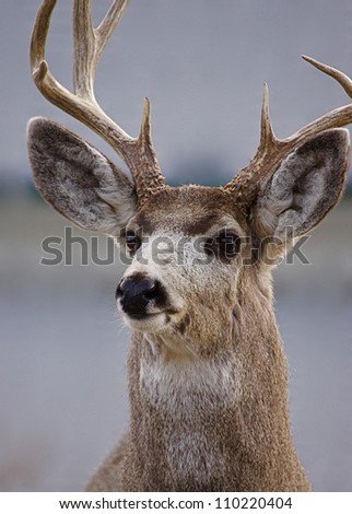 Mule Deer Buck in Gardiner, Montana, near Yellowstone National Park.  suburban wildlife hunting town urban portrait closeup