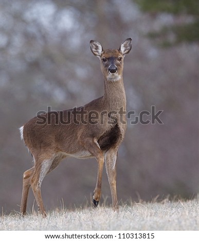Whitetail Deer Doe standing in frosty meadow with raised front foot, Great Smoky Mountains National Park, Tennessee / North Carolina; white tail, white tailed, white-tail, white-tailed, whitetailed