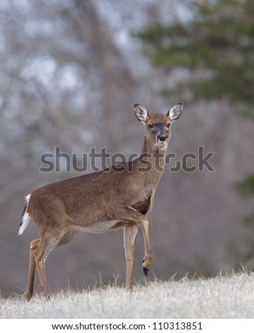 Whitetail Deer Doe walking through a frosty meadow,Great Smoky Mountains National Park, Tennessee / North Carolina; white tail, white tailed, white-tail, white-tailed, whitetailed
