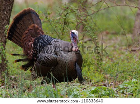 Wild Turkey, Meleagris gallopavo, responds to a turkey call in an eastern deciduous hardwood forest, Pennsylvania, USA