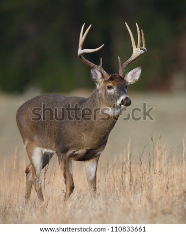 Trophy Whitetail Buck deer walking thru hay field in the Appalachian Mountains, Smoky Mountains National Park, Tennessee / North Carolina; white-tailed / white-tail / white tailed / whitetailed