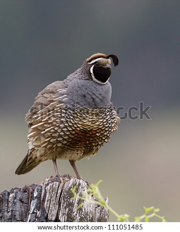 California Valley Quail, the State Bird of California, on natural wood perch, Pacific Coast / Pacific Northwest wildlife / nature