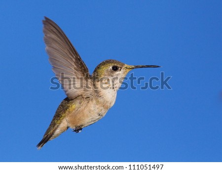 Calliope Hummingbird, highly detailed flight image, with wings fully extended and blue sky in the background; Pacific Northwest wildlife / nature / birding