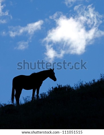 Wild Horse / Mustang silhouette, standing on prairie grassland ridge top with blue sky and clouds in background, Washington state