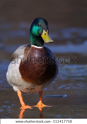 Mallard Duck drake standing in shallow water, at a nature center / park along the Delaware RIver in Philadelphia, Pennsylvania