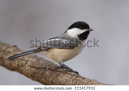 Black-capped Chickadee, very sharp, highly detailed portrait showing fine feather detail; at a nature center / park along the Delaware RIver in Philadelphia, Pennsylvania