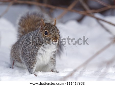 Eastern Gray Squirrel / Grey Squirrel / Sciurus carolinensis, walking on winter snow in suburban Philadelphia, Pennsylvania