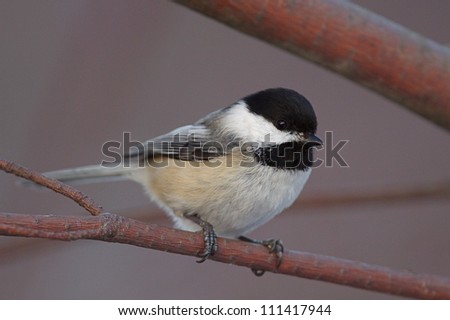 Black-capped Chickadee, very sharp, highly detailed portrait showing fine feather detail; at a nature center / park along the Delaware RIver in Philadelphia, Pennsylvania
