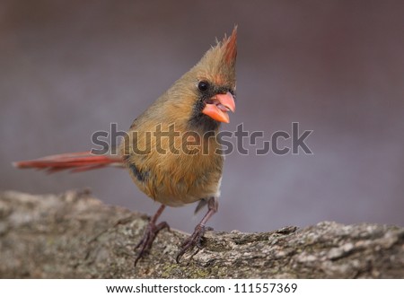 A female Northern Cardinal strikes a dramatic posture, at a park along the Delaware River waterfront in Philadelphia, Pennsylvania