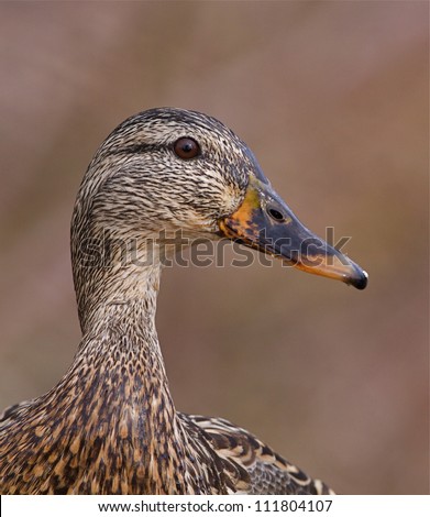 Mallard Duck hen; very sharp, highly detailed head portrait showing fine feather detail; at a nature center / park along the Delaware RIver in Philadelphia, Pennsylvania
