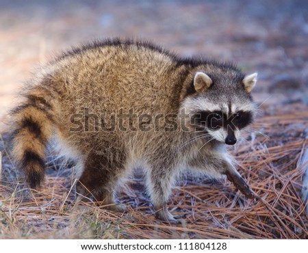 Raccoon, Procyon lotor, walking on a forest floor of Ponderosa Pine needles, on a peninsula of Lake Pend Oreille in northern Idaho