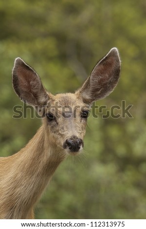 Mule Deer Doe, highly detailed portrait against a nicely blurred deciduous forest background in the North Cascade Mountains of Washington