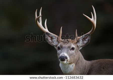 10 point buck; Whitetail Deer portrait isolated on a dark natural background; white tail / white-tail / whitetailed / white tailed / white-tailed